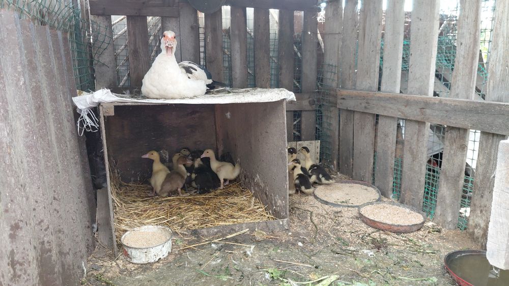 Продам индоуток  девочки , есть молодые селезни .