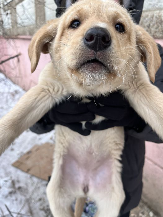 Отдам щенят в добрые руки