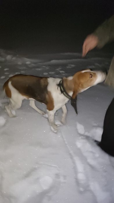 Пропала собака !!!