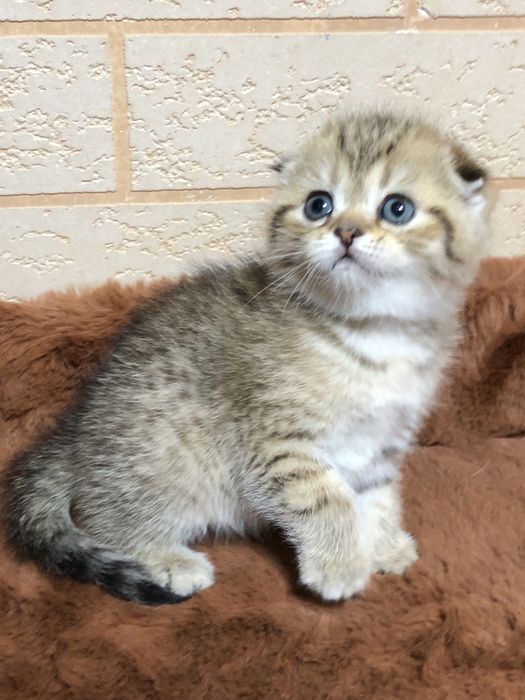 Скоттиш фолд! Девочка!