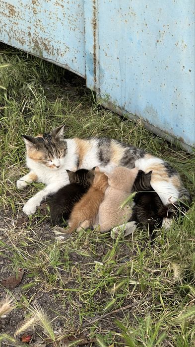 Отдам котят бесплатно