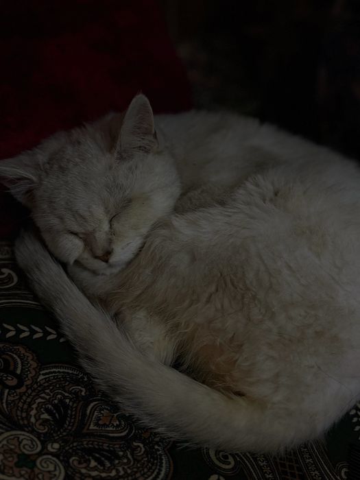 Кот  Хати продаю.