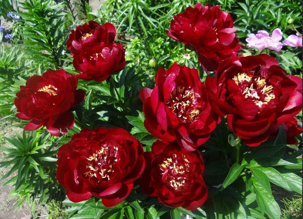 Пионы на весну(коллекционные)