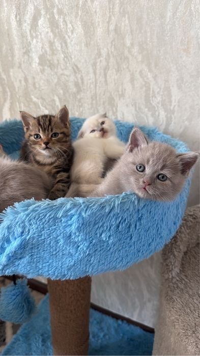 Продам котят британцы