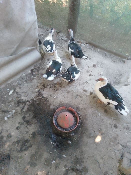 Rațe leșesti de vânzare