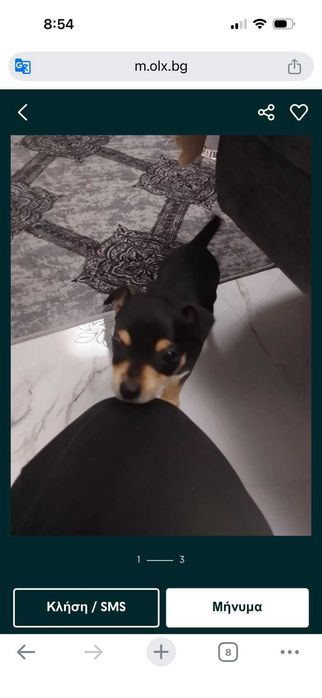 Куче пинчер черно