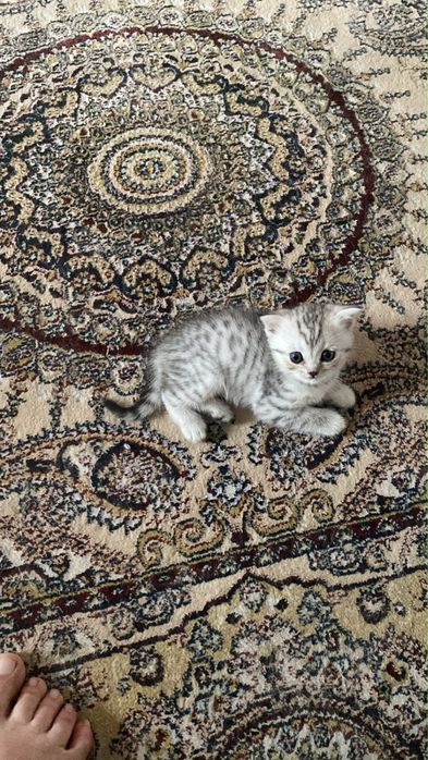 Шотландские котята