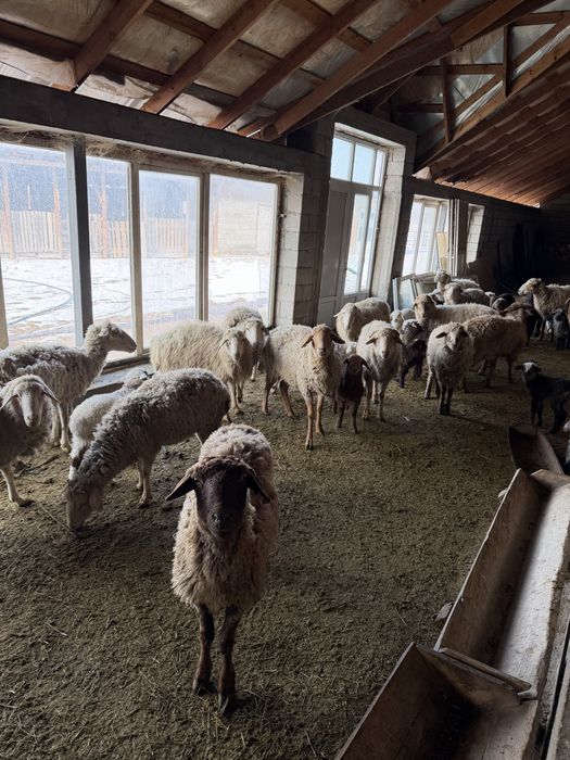 Овцы с ягнятами