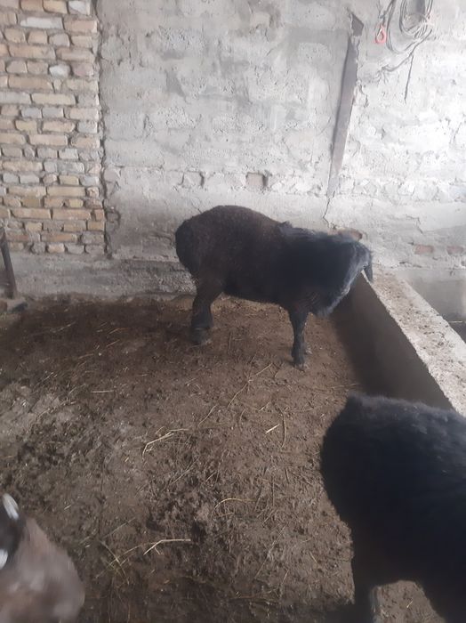 Qo'chqorlar sotiladi