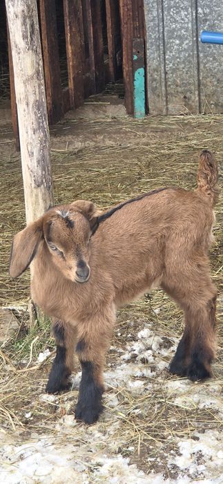 Vand iezi anglonubieni