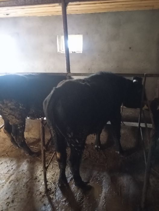 Продается быки 1.5 года