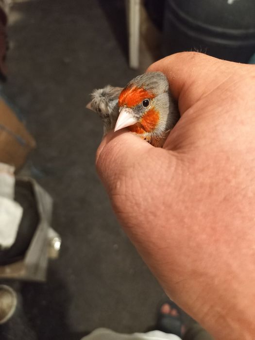 Canari și hibrizi , colivii cadou