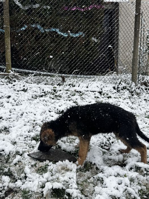 Немска овчарка