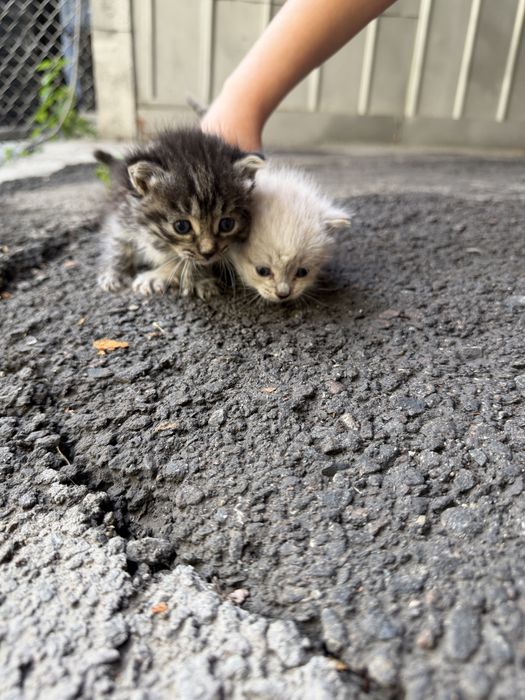 Котята малыши ,чистенькие