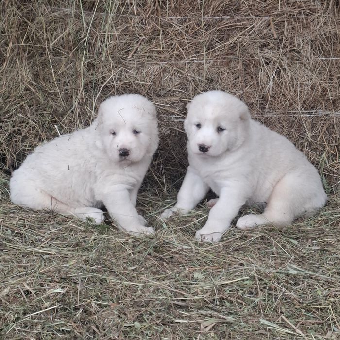 Продам щенков Алабая