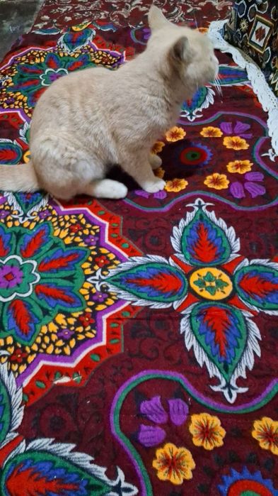 Mushuk judayam yuvosh sotiladi