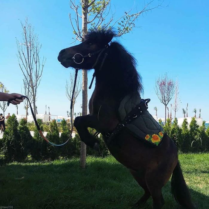 Шотландский пони жеребчик