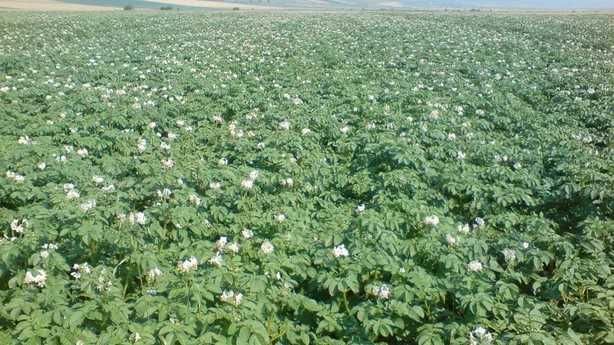 Vand cartofi consum si samanta, samanta Grau