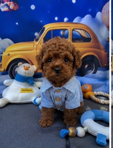Пудел той Poodle toy с родословие  генетични тестове на родитерите Момче