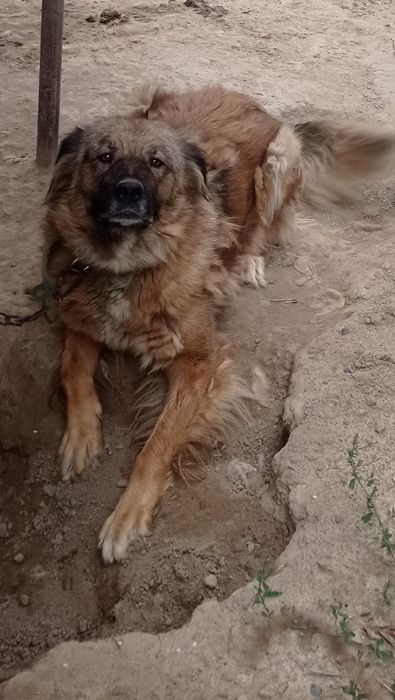 Отдам собак в хорошие руки
