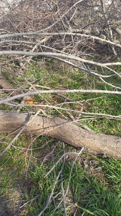 Urik daraxtini utini