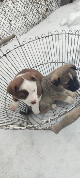 Отдам щенят в добрые руки