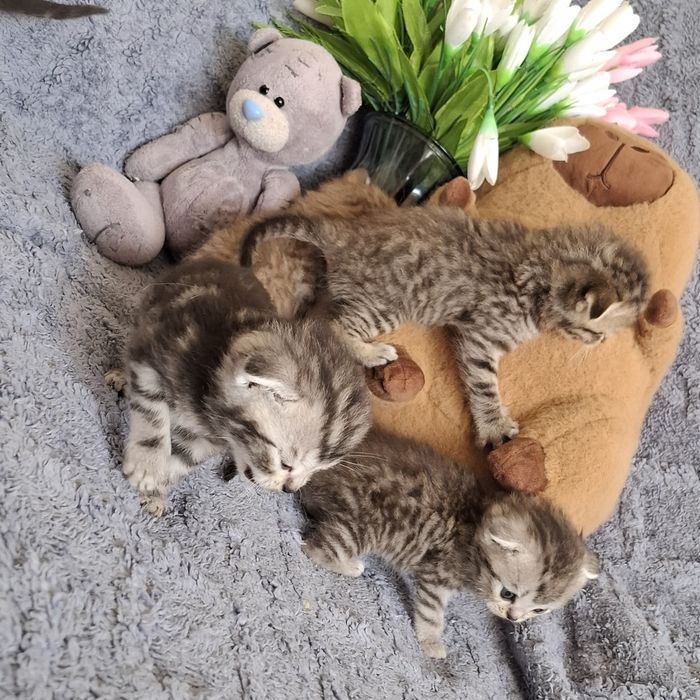 Шотландские вислоухие котята