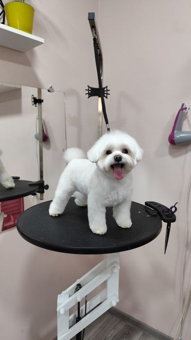 Стрижка собак, груминг для  домашних животных