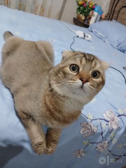 Скотиш фолд кот 1 год
