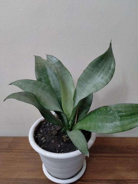 Продам сансевиерию Муншайн