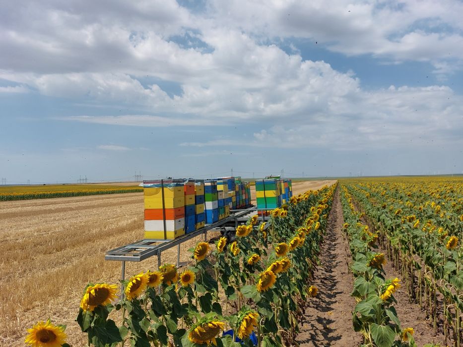 Vând remorcă apicolă