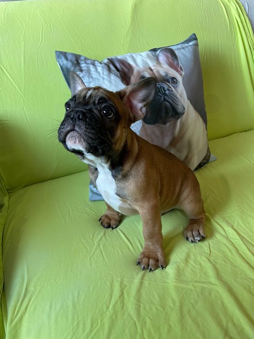 Френски   булдог