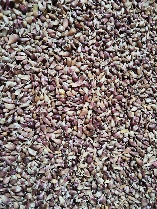 Sămânță de usturoi baib-aerian