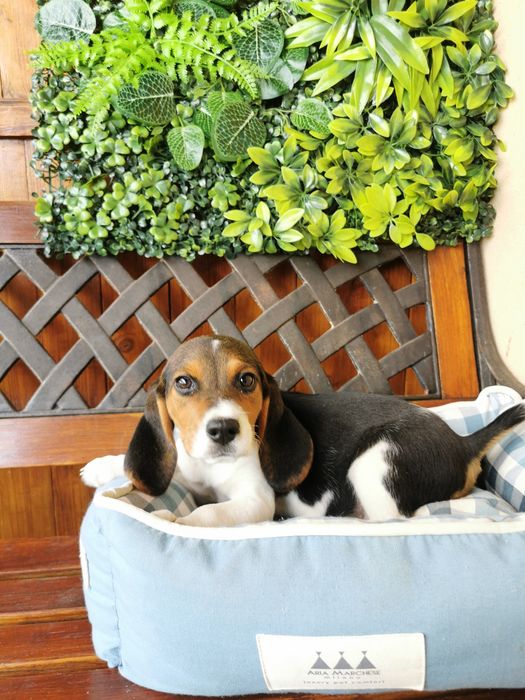 Beagle fetiță superba