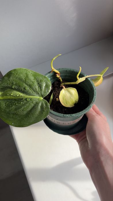 Продам фил бразил