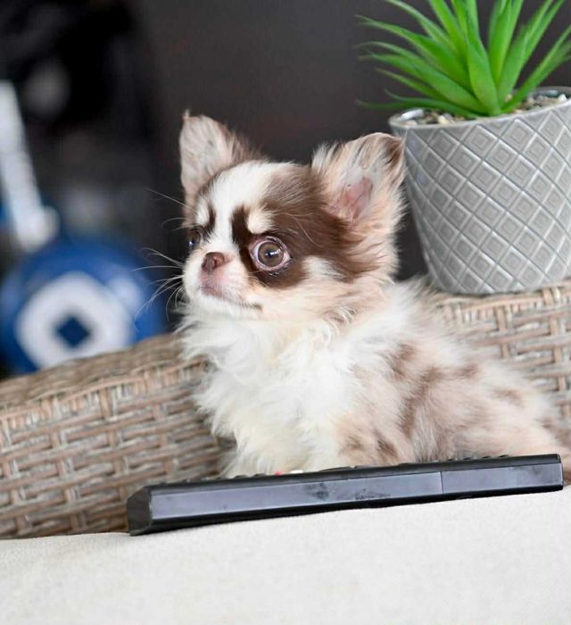 Женско дългокосместо миниатюрно чихуахуа шоколадово мерле