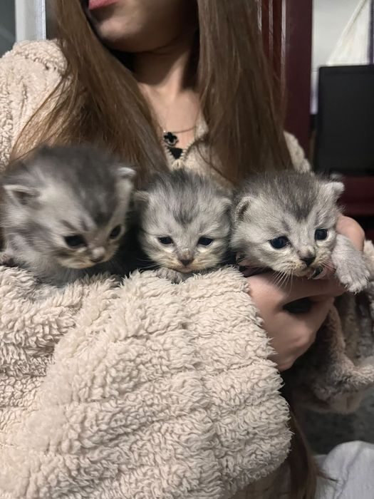 Продаются котята