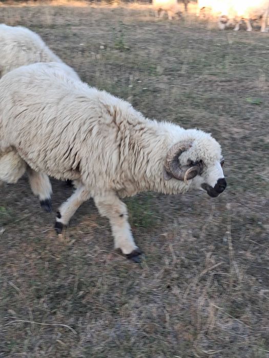 Vand 2 berbeci buni de monta !