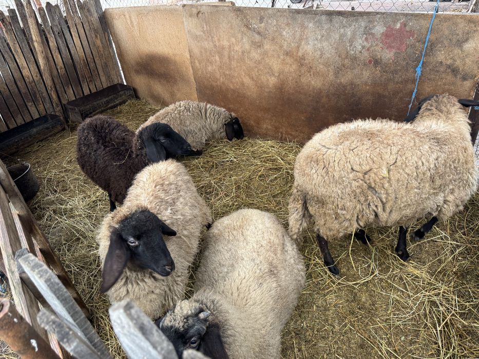 Vand oi carabase tinere