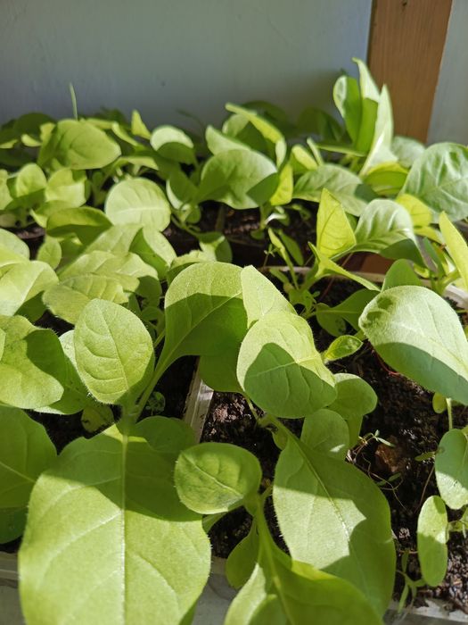 Семена табака 75 сортов