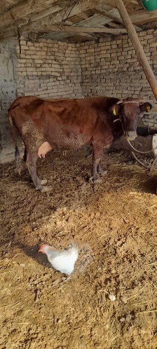 Она бола сигир сотилади