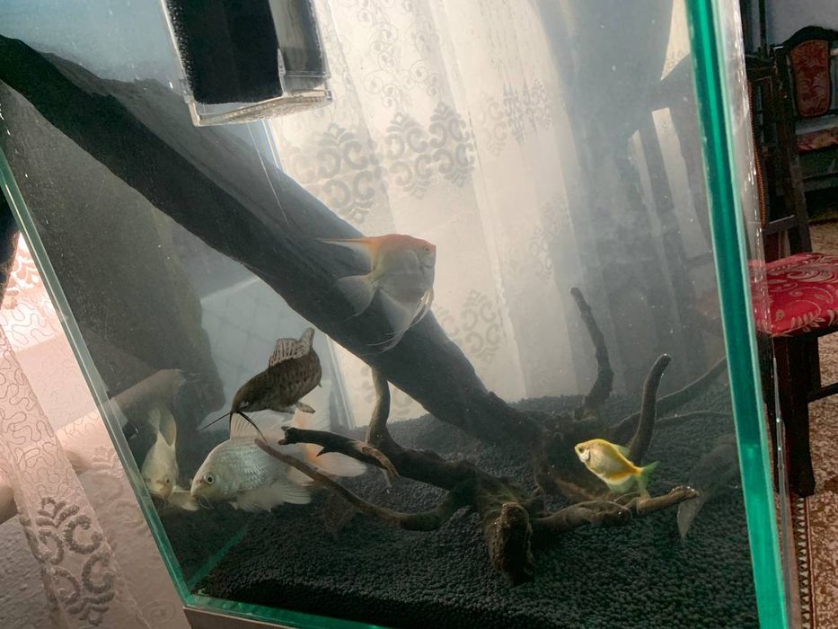 Аквариум  700.000 сум