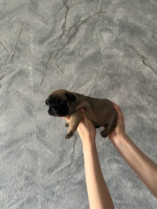 французский бульдог