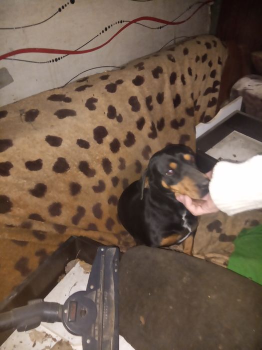 Собака. С пародой такса цена 20000тыся