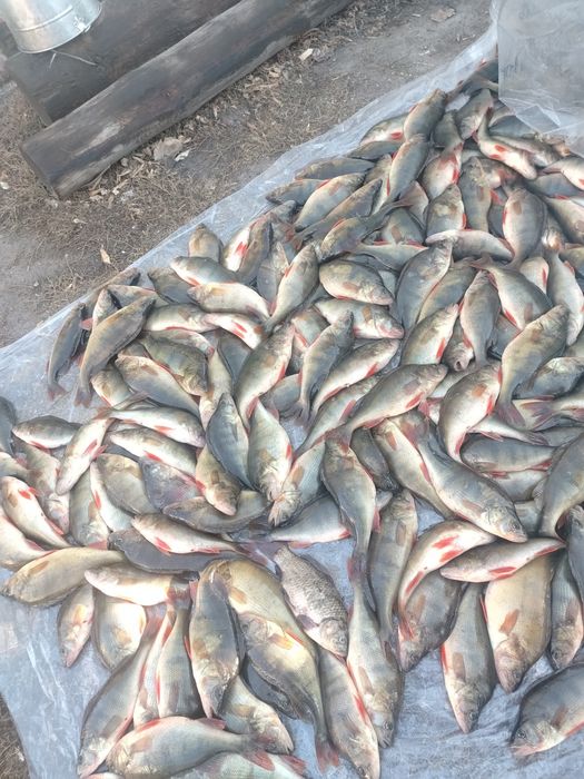 Продам рыбу окуня в Большом количестве