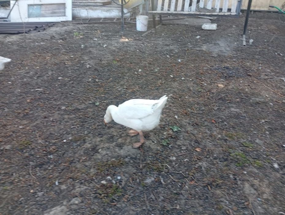 Продам гусей и утки