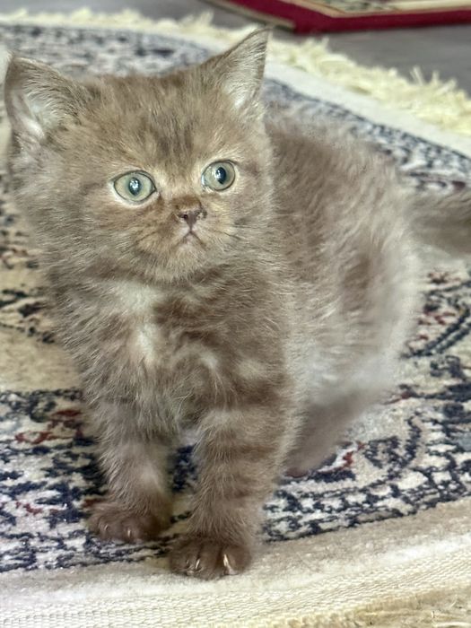 Продаётся котята