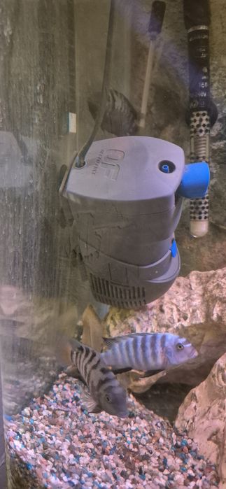 Vând acvariu 250 l