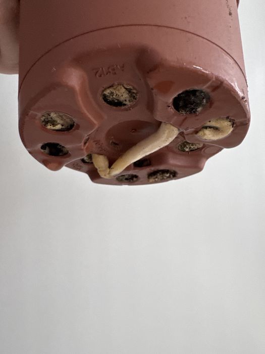 Кливия цветущий цветок