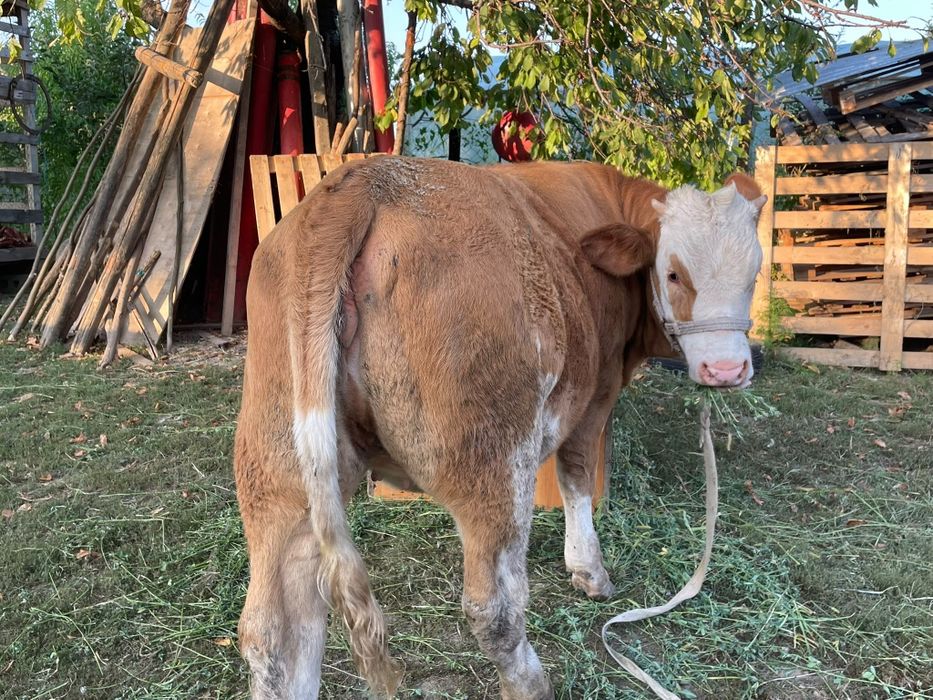 Vând vițică  rasa bălțată românească
 negociabil. Mai mult detalii la nr. de tel. 0751434756